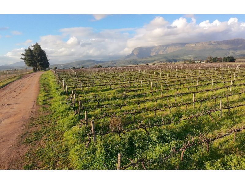 Prime Wine Lifestyle Farm for Sale - Paarl - Photo 9