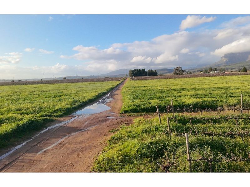 Prime Wine Lifestyle Farm for Sale - Paarl - Photo 7