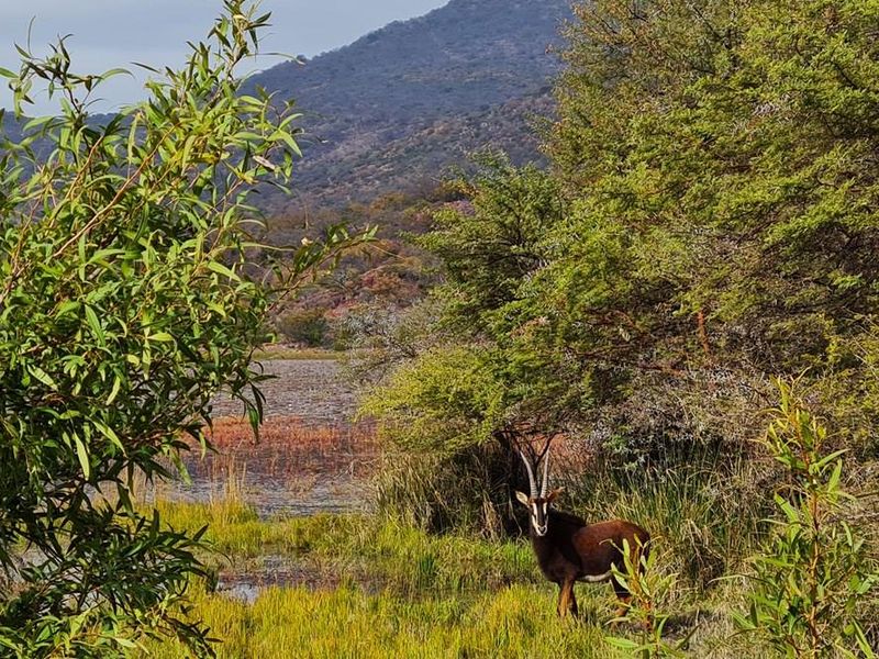 Exceptional 494 ha game farm in the Soutpansberg in Louis Trichardt for sale. - Photo 9