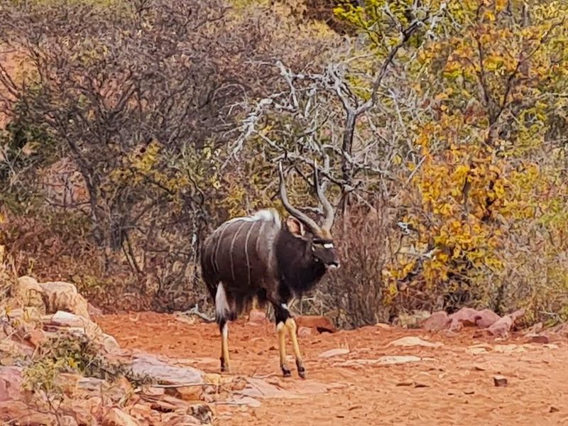 Exceptional 494 ha game farm in the Soutpansberg in Louis Trichardt for sale. - Photo 8