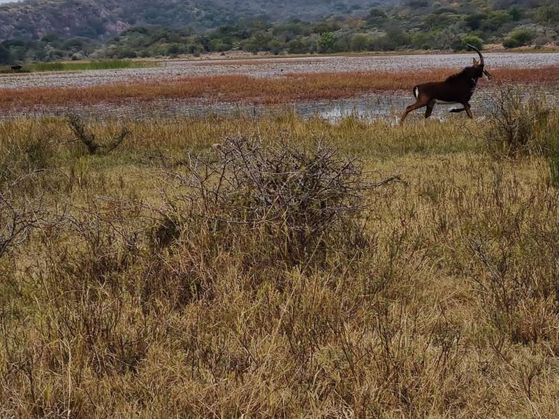 Exceptional 494 ha game farm in the Soutpansberg in Louis Trichardt for sale. - Photo 7
