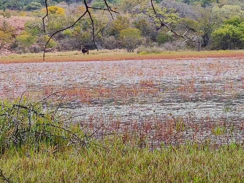 Exceptional 494 ha game farm in the Soutpansberg in Louis Trichardt for sale. - Photo 6