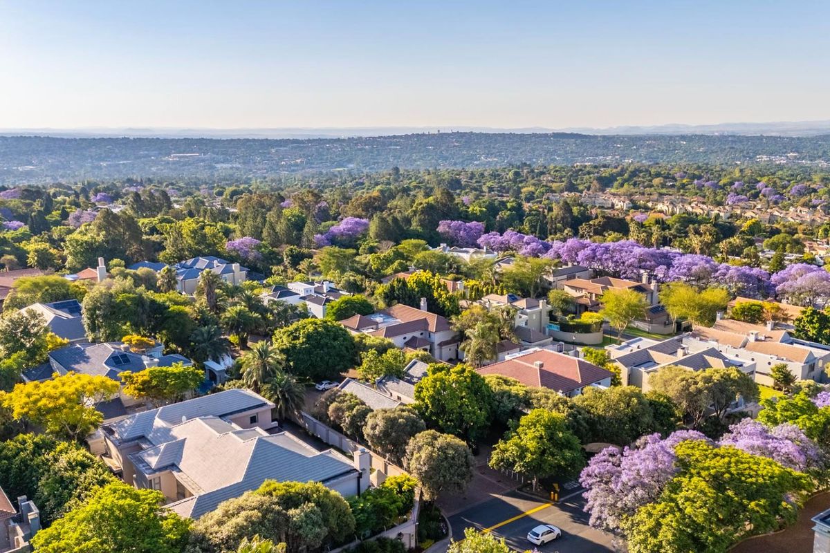 An elevated aerial view showcasing the lush, tree-lined residential neighborhood with established homes and vibrant purple jacaranda trees.