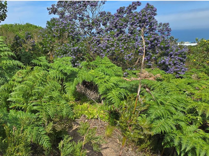 Panoramic Ocean-View Stand in Brenton-on-Sea’s Prestigious Western Head Conservancy - Photo 8