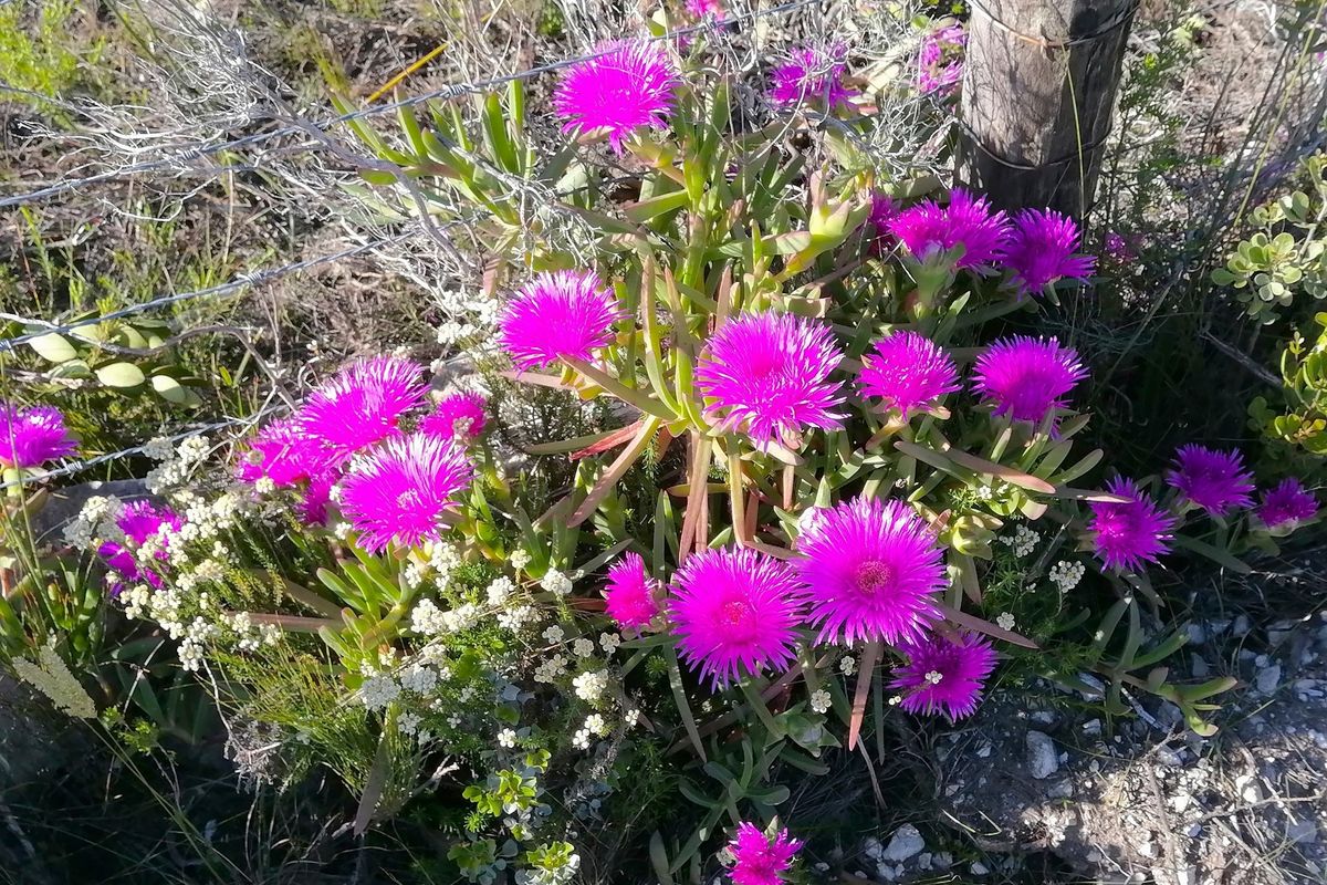 Vacant land with breathtaking views of the Goukou river. - Photo 5