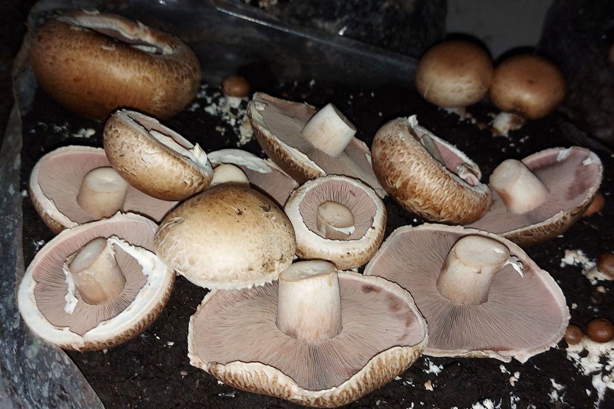 ESTABLISHED MUSHROOM AND POMEGRANATE FARM - Photo 2