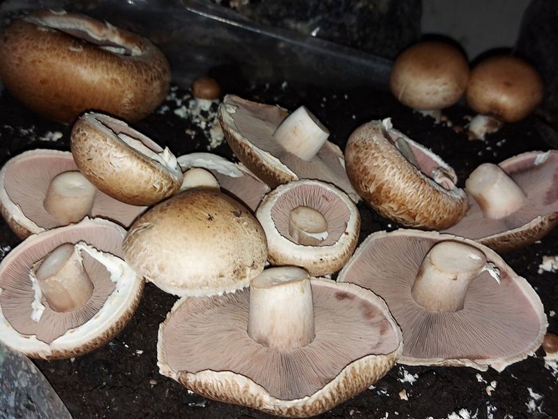 ESTABLISHED MUSHROOM AND POMEGRANATE FARM - Photo 2