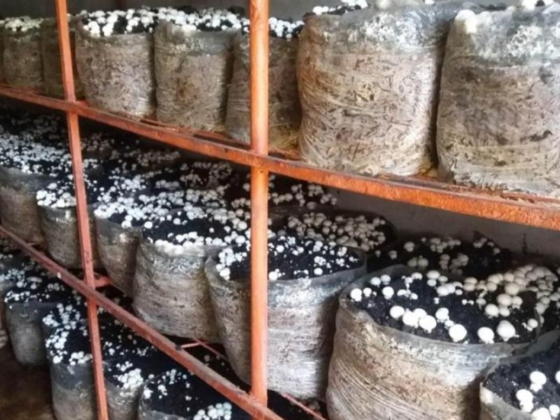 ESTABLISHED MUSHROOM AND POMEGRANATE FARM - Photo 4