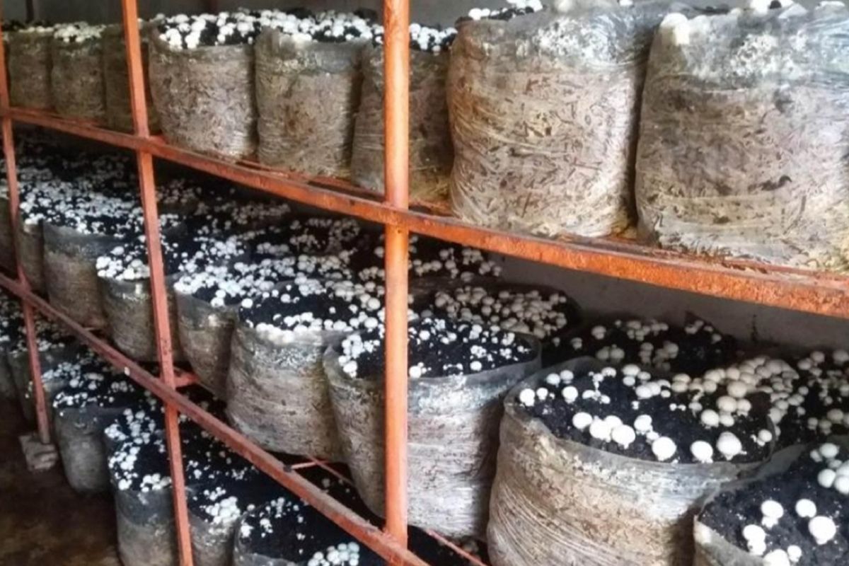 ESTABLISHED MUSHROOM AND POMEGRANATE FARM - Photo 4