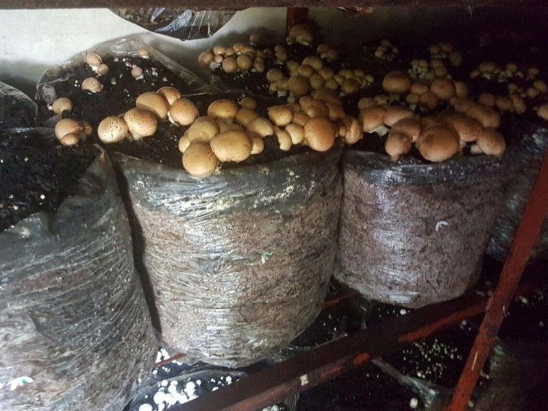 ESTABLISHED MUSHROOM AND POMEGRANATE FARM - Photo 5