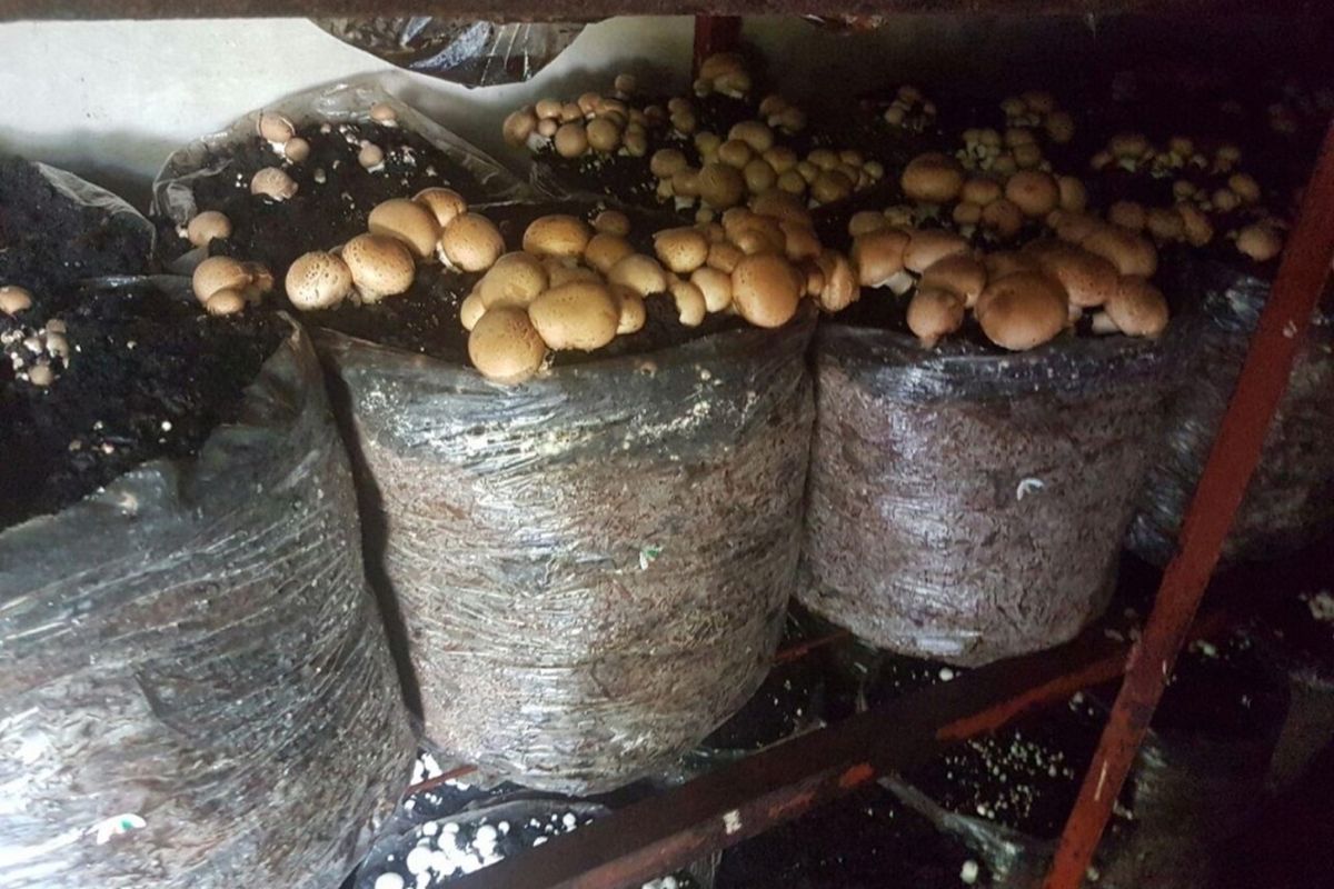 ESTABLISHED MUSHROOM AND POMEGRANATE FARM - Photo 5