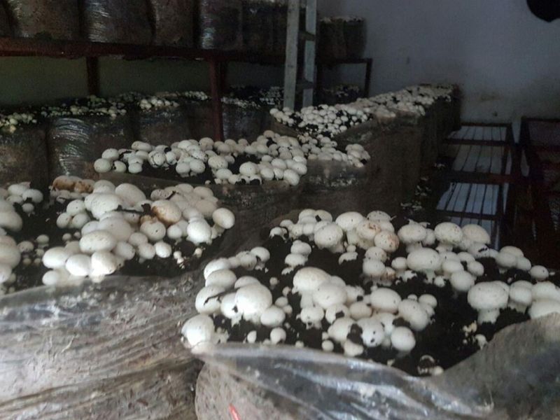 ESTABLISHED MUSHROOM AND POMEGRANATE FARM - Photo 7