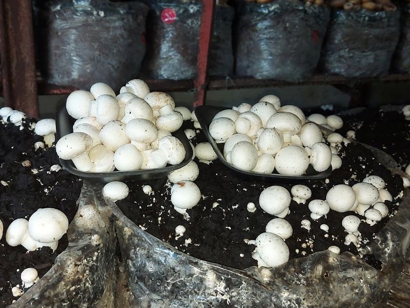 ESTABLISHED MUSHROOM AND POMEGRANATE FARM - Photo 9