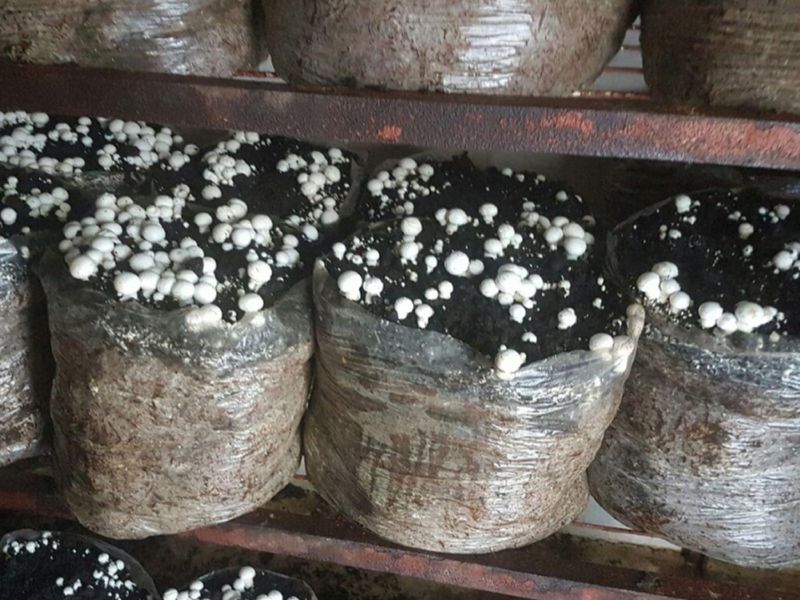 ESTABLISHED MUSHROOM AND POMEGRANATE FARM - Photo 6