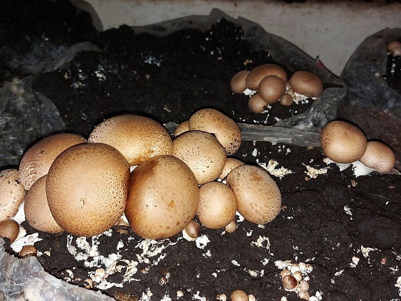 ESTABLISHED MUSHROOM AND POMEGRANATE FARM - Photo 3