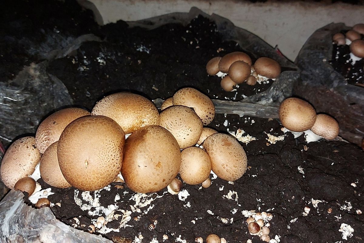 ESTABLISHED MUSHROOM AND POMEGRANATE FARM - Photo 3