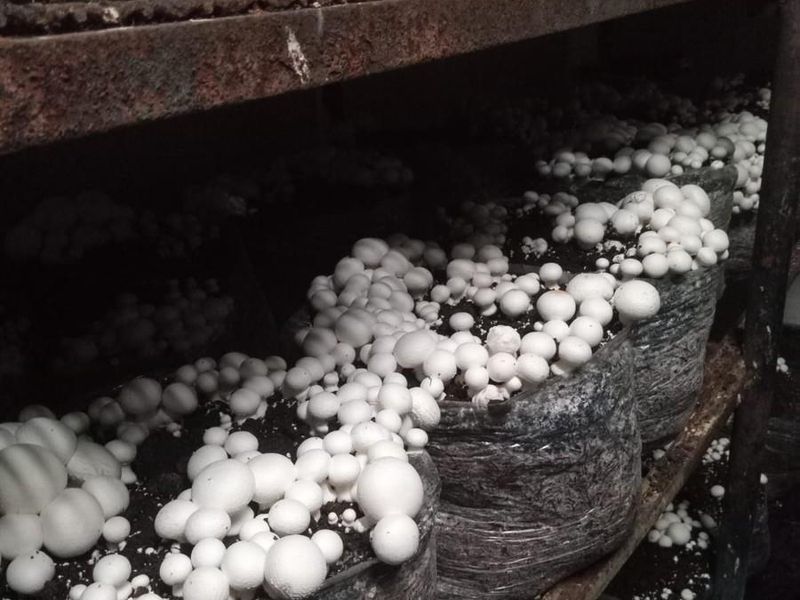 ESTABLISHED MUSHROOM AND POMEGRANATE FARM - Photo 10