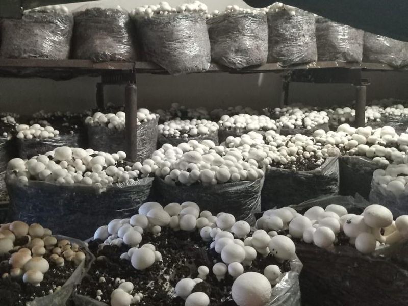 ESTABLISHED MUSHROOM AND POMEGRANATE FARM - Photo 8