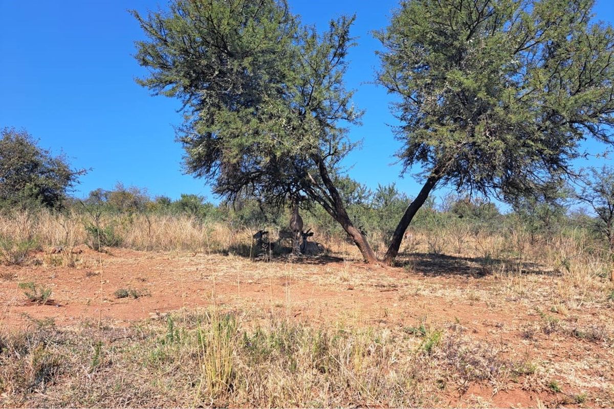 A view of a vacant residential plot featuring natural vegetation, mature trees, and dry grass on a clear day.