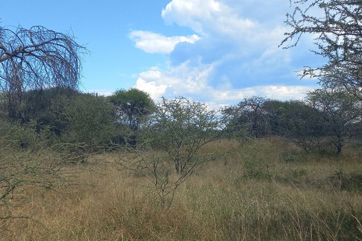 PRICED TO GO!  21 HECTARE FARM NEAR MOOKGOPHONG - Photo 3