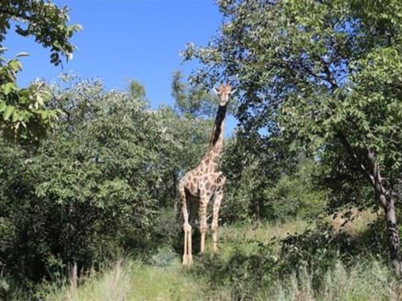 Thaba Moriri - South Africa - South facing vacant stand with spectacular mountain and springbuck fla - Photo 4