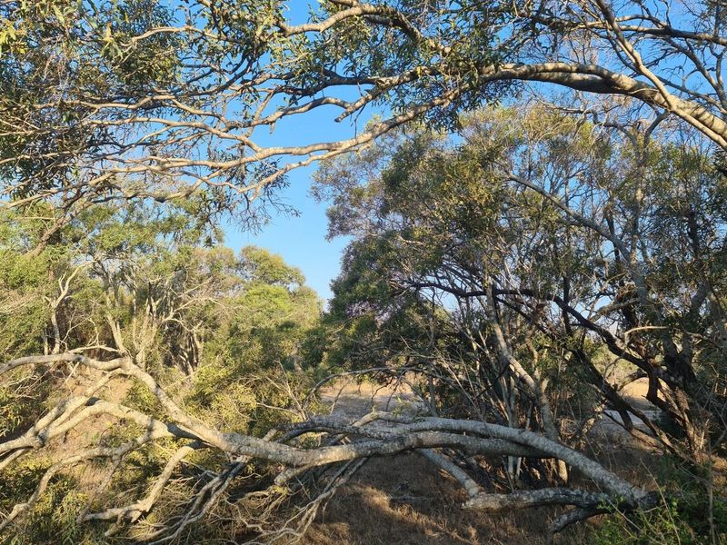 our Gateway to Untamed Beauty: Secure Your Piece of Moditlo Today - Photo 8