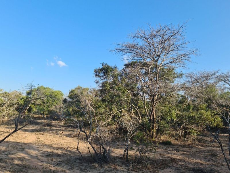 our Gateway to Untamed Beauty: Secure Your Piece of Moditlo Today - Photo 2