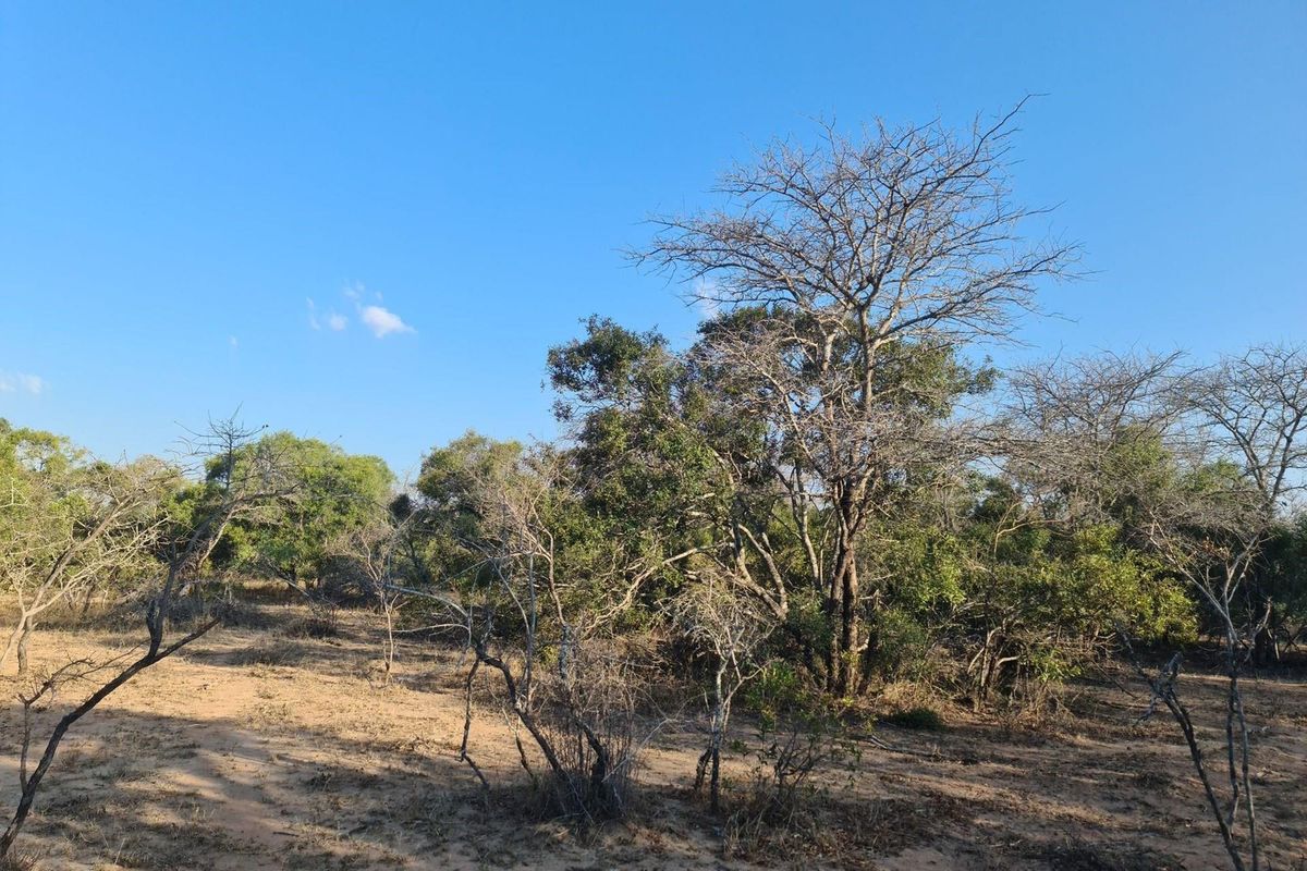 our Gateway to Untamed Beauty: Secure Your Piece of Moditlo Today - Photo 2