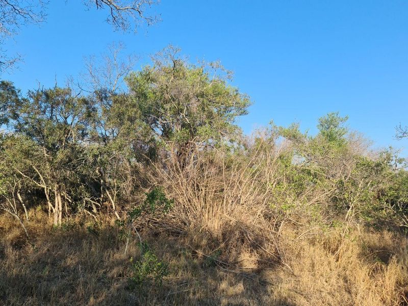 our Gateway to Untamed Beauty: Secure Your Piece of Moditlo Today - Photo 5