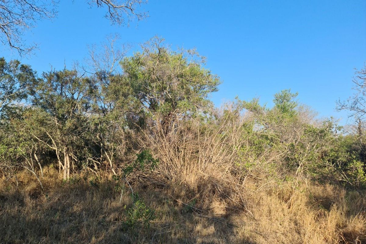 our Gateway to Untamed Beauty: Secure Your Piece of Moditlo Today - Photo 5