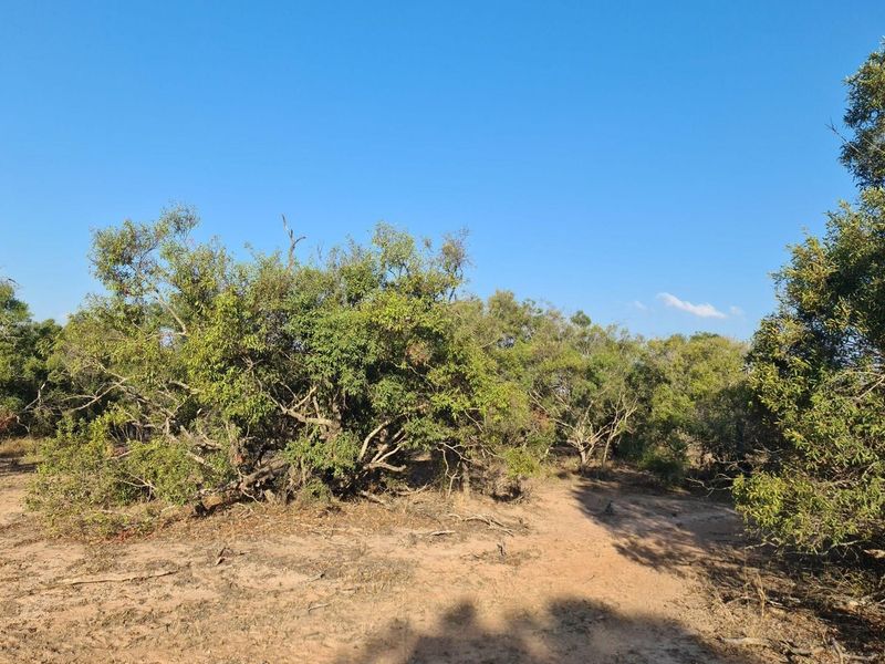 our Gateway to Untamed Beauty: Secure Your Piece of Moditlo Today - Photo 3