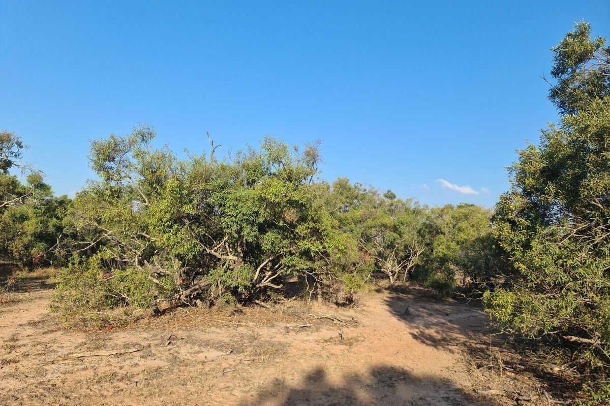 our Gateway to Untamed Beauty: Secure Your Piece of Moditlo Today - Photo 3