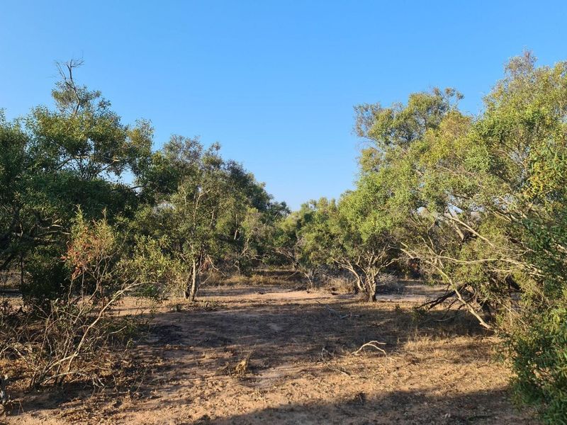 our Gateway to Untamed Beauty: Secure Your Piece of Moditlo Today - Photo 9