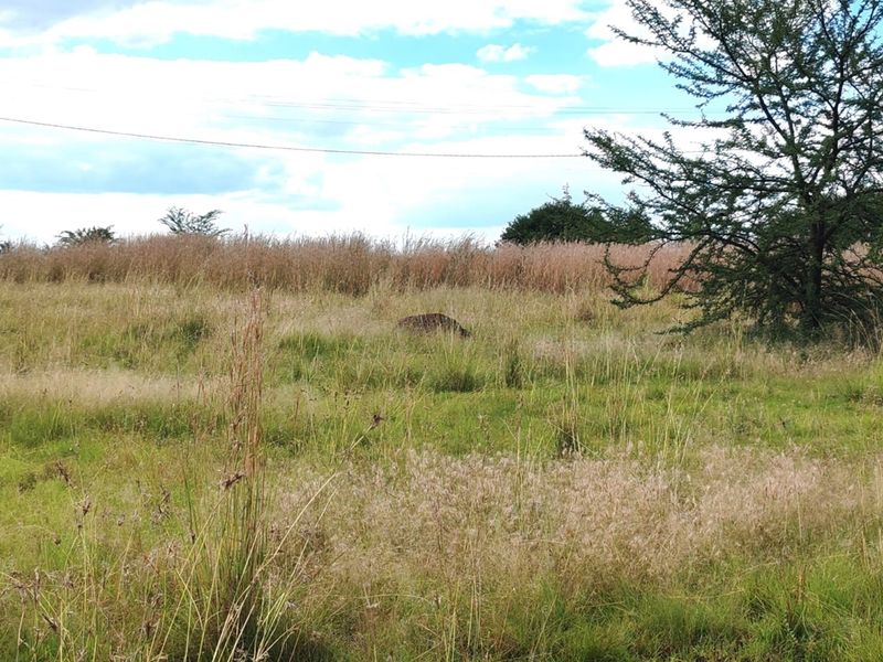 ORANJEVILLE * FREE STATE * VACANT STAND * 2717sqm * 500m from DAM * R120 000.00 - Photo 7