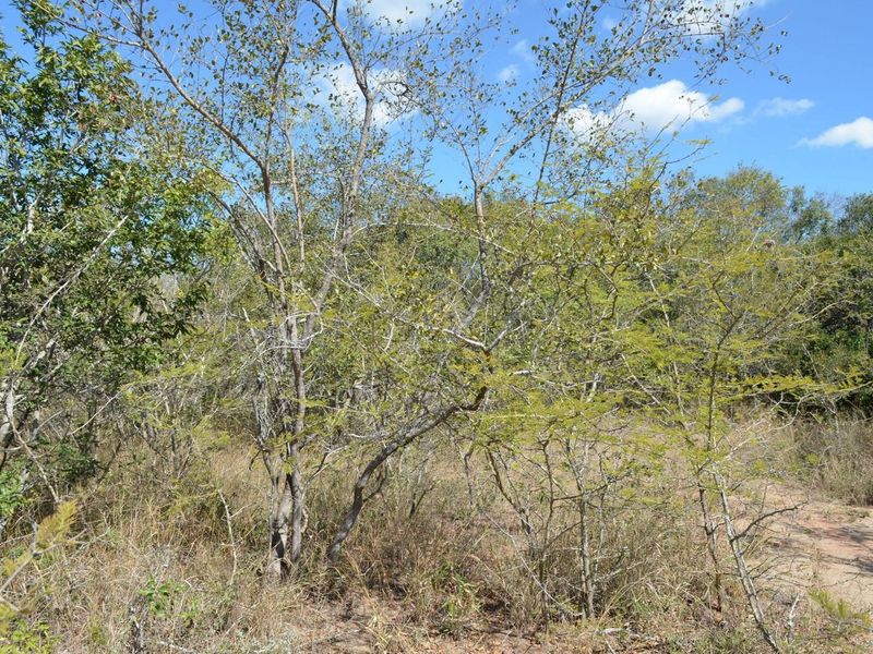 Nature's Masterpiece: Own Your Slice of African Paradise - Photo 5