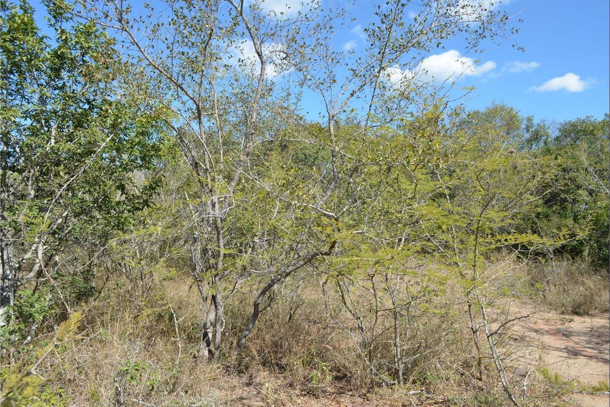 Nature's Masterpiece: Own Your Slice of African Paradise - Photo 5