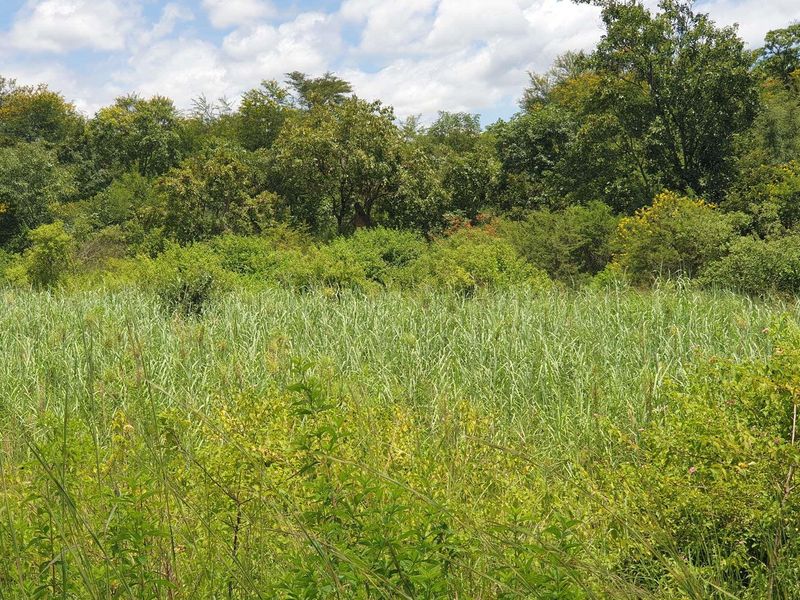 37 HA farm for sale in Tzaneen - Photo 9