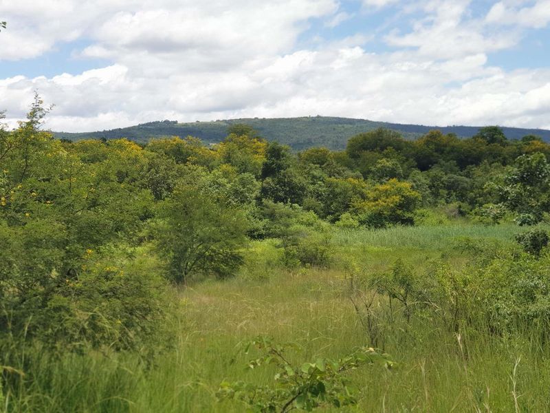37 HA farm for sale in Tzaneen - Photo 7