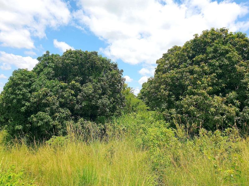 37 HA farm for sale in Tzaneen - Photo 10