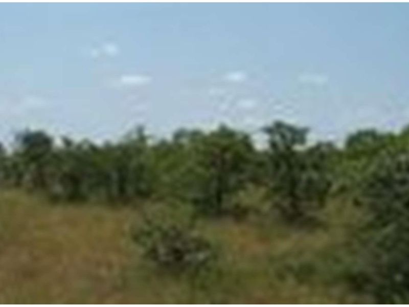 A view of the natural landscape and vegetation on the farm property.