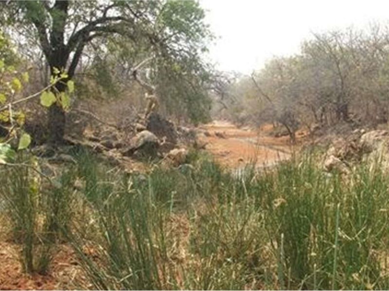A natural landscape view featuring indigenous trees, rocky terrain, and native vegetation on the farm property.