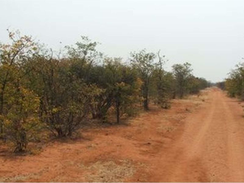 A view of a dirt farm road winding through natural bushveld and indigenous vegetation on the property.