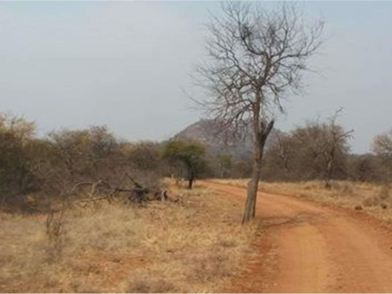 A scenic view of the natural farm landscape featuring a dirt access road and indigenous vegetation with a distant hill.