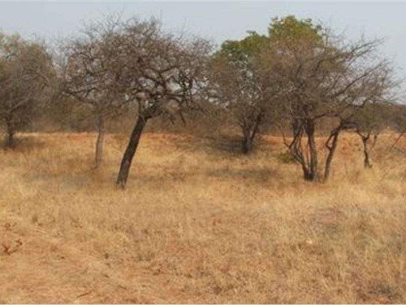 A view of the natural landscape on the farm property, featuring dry grass and indigenous trees.