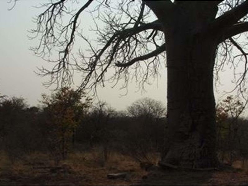 A view of the natural landscape featuring a large mature tree on the farm property.
