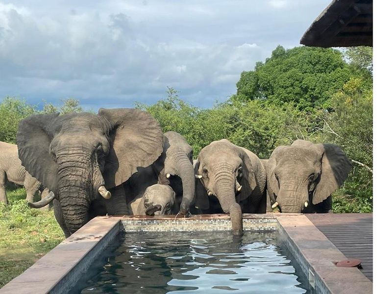 River stand in Moditlo Wildlife Estate with a variety of trees and open plains for optimal wildlife - Photo 8