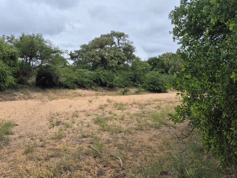 River stand in Moditlo Wildlife Estate with a variety of trees and open plains for optimal wildlife - Photo 3