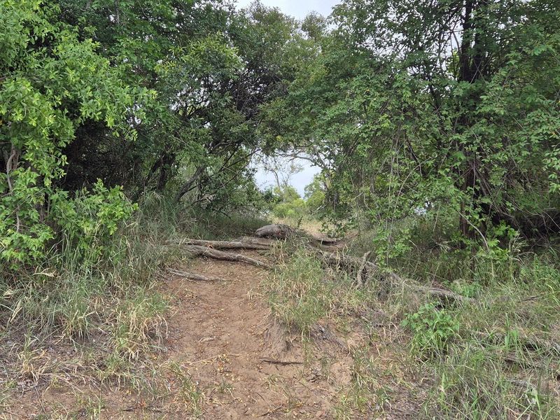 River stand in Moditlo Wildlife Estate with a variety of trees and open plains for optimal wildlife - Photo 10