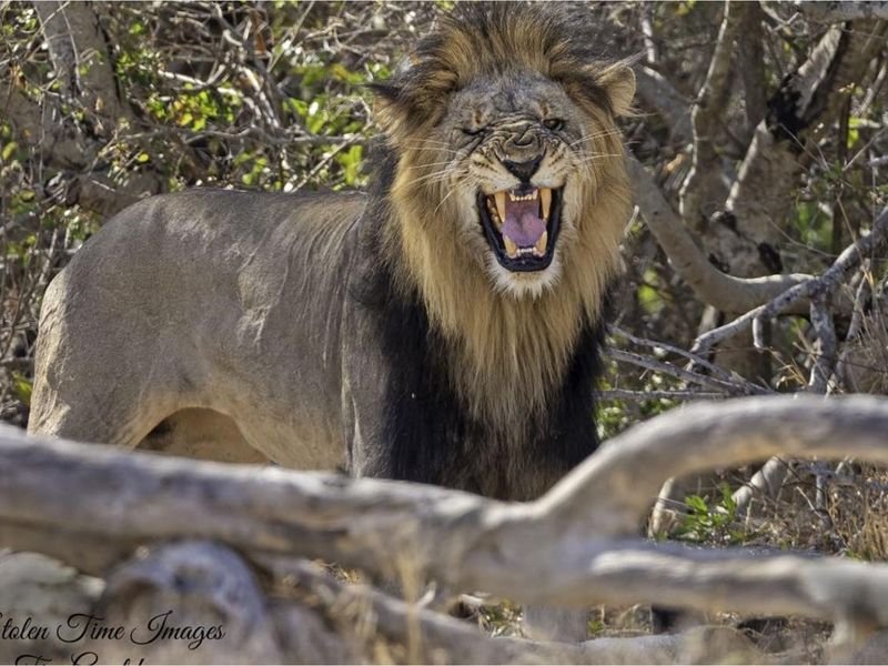 River stand in Moditlo Wildlife Estate with a variety of trees and open plains for optimal wildlife - Photo 9