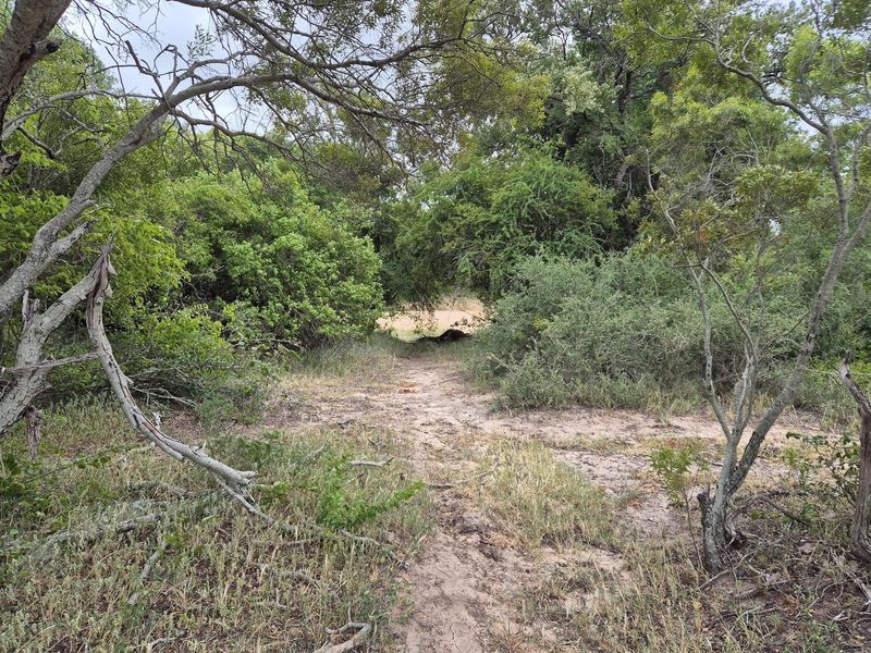 River stand in Moditlo Wildlife Estate with a variety of trees and open plains for optimal wildlife - Photo 7